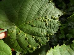 Phytoptus