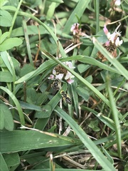 Calliopsis andreniformis