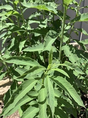 Verbesina alternifolia