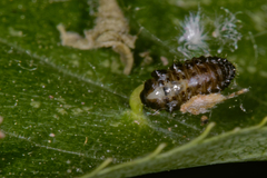 Galerucella nymphaeae