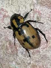 Cyclocephala mafaffa