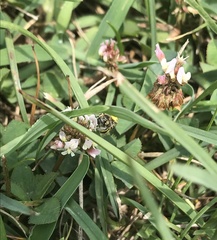 Calliopsis andreniformis
