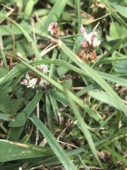 Calliopsis andreniformis