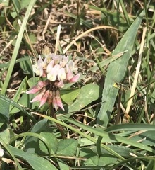 Calliopsis andreniformis