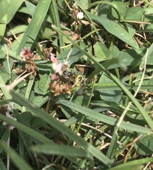 Calliopsis andreniformis