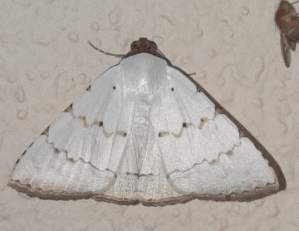 Eulepidotis alabastraria
