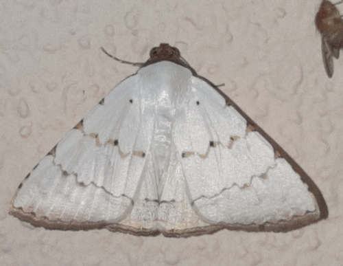 Eulepidotis alabastraria