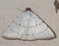 Eulepidotis alabastraria