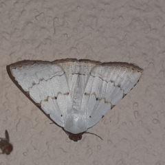 Eulepidotis alabastraria