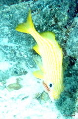 Anilocra haemuli