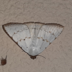 Eulepidotis alabastraria