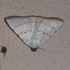 Eulepidotis alabastraria