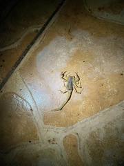 Centruroides suffusus