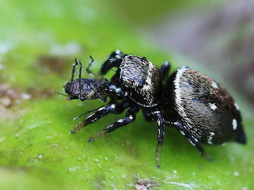 Heliophanus kochii