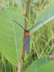 Oberea oculata