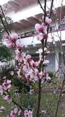 Prunus persica