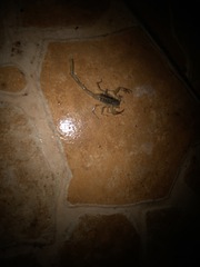 Centruroides suffusus