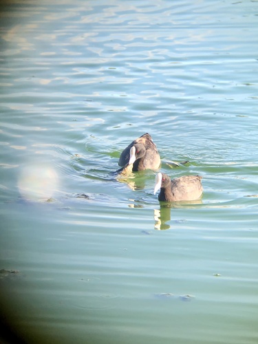 Fulica alai observed 2020-07-17