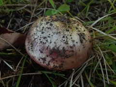 Russula bicolor