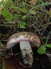 Russula bicolor