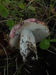 Russula bicolor