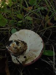 Russula bicolor