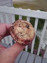 Russula bicolor