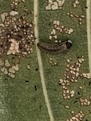 Xanthogaleruca luteola