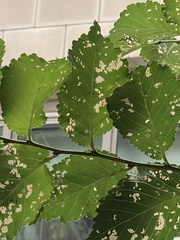 Xanthogaleruca luteola