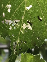 Xanthogaleruca luteola