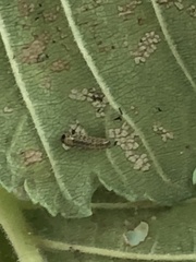 Xanthogaleruca luteola