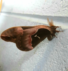 Callosamia angulifera