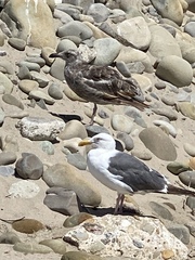 Larus occidentalis