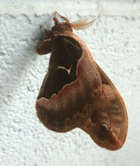 Callosamia angulifera