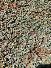 Euphorbia albomarginata