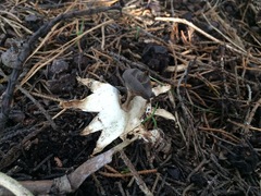 Geastrum pectinatum
