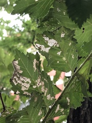 Xanthogaleruca luteola