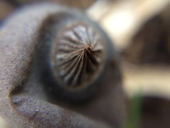 Geastrum pectinatum