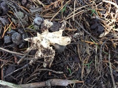 Geastrum pectinatum