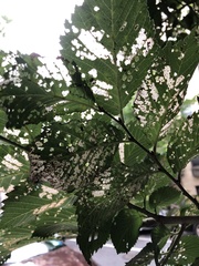 Xanthogaleruca luteola