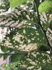 Xanthogaleruca luteola