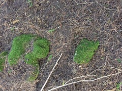 Lembophyllum divulsum