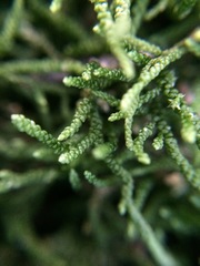 Lembophyllum divulsum