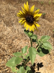 Helianthus annuus