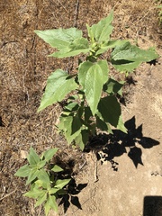 Helianthus annuus