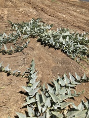 Cucurbita foetidissima