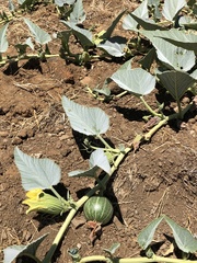 Cucurbita foetidissima