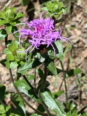 Liatris squarrosa