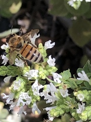 Apis mellifera