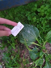 Podosphaera plantaginis